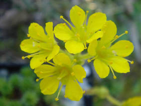 Saxifraga x eudoxiana 'Gold Dust'